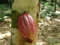 05-pianta-di-cacao-particolare-frutto.jpg