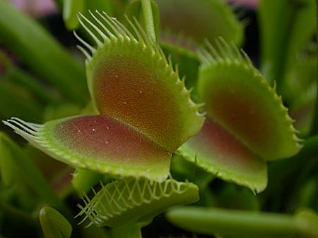 Dionaea muscipula, un serial killer nel tuo giardino