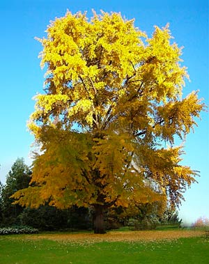 Ginkgo biloba: un fossile vivente in giardino