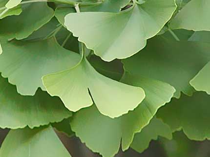 Le proprietà terapeutiche del Ginkgo biloba