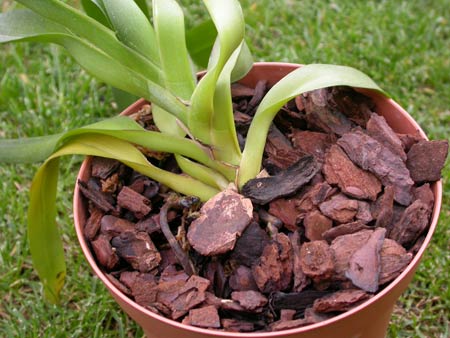 orchidea monopodiale
