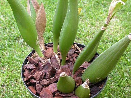 orchidea simpodiale