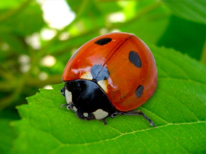 Lotta biologica con le Coccinelle in difesa dei tigli di Bergamo