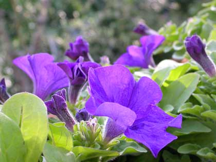 Petunia, una festa di colori, facile ed economica