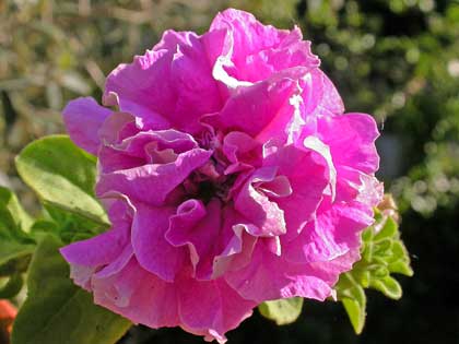 Petunia, una festa di colori, facile ed economica