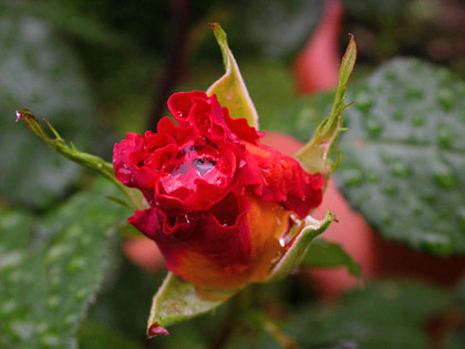 Quando l’Uomo copia la Natura: dalla Rosa all’Hi Tech