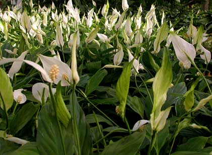 Spathiphyllum, l’eleganza in casa