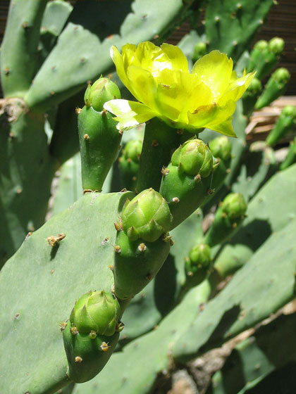 Il fiore del Fico d\'India (Opuntia ficus-indica)