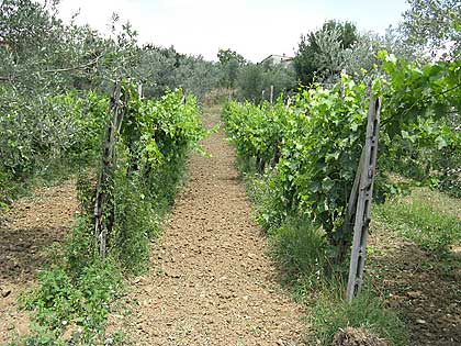 Due allegri viticoltori allo sbaraglio: la vigna il 20 di luglio 2008