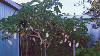 L'albero delle melanzane coltivato da Francesco con innestate piante di melanzana bianca