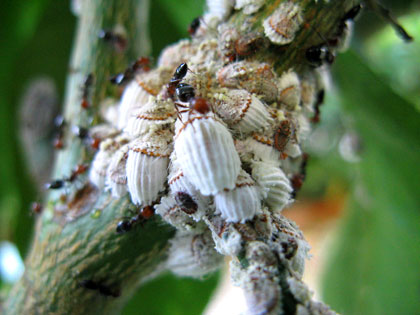 Icerya purchasi, più comunemente nota come cocciniglia cotonosa solcata