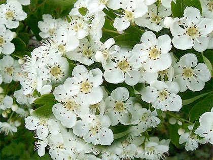 crataegus_monogyna_biancospino.jpg