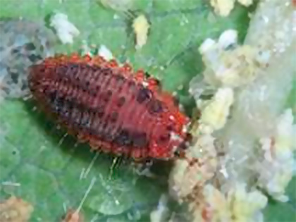 Larva di Rodolia cardinalis, coccinella predatrice della Icerya purchasi, detta cocciniglia cotonosa solcata 