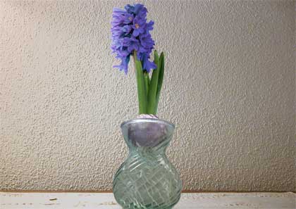 giacinto-hyacinth