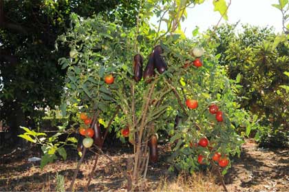 Albero di melanzane e pomodori, spazio al protagonista