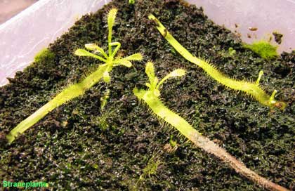 Moltiplicazione della Drosera capensis da foglia