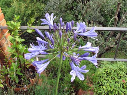 agapanthus-agapanto