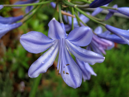 agapanthus-agapanto