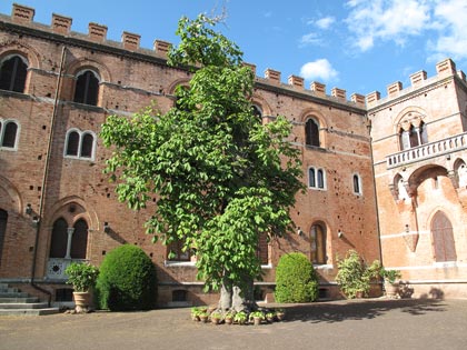 alberi-monumentali-sterculia-platanifoli