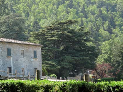 alberi-monumentali