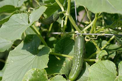 cetriolo-cucumber-cucumis-sativus