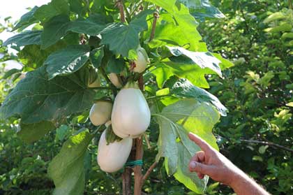 Solanum torvum, è tempo di melanzane