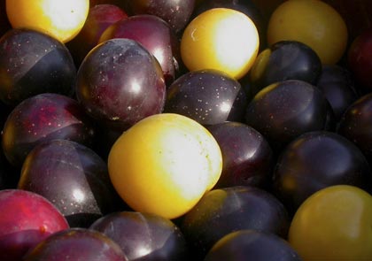 susine-plums-prunus-domestica