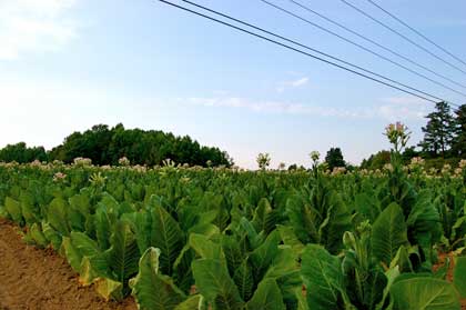 tabacco-nicotania-tabacum-tobacco