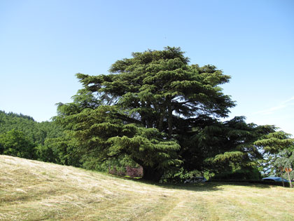 cedro-del-libano-badia-coltibuono.jpg