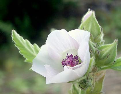 althaea-officinalis