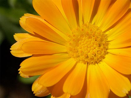 calendula-officinalis