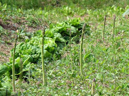 consociazione-asparagi-lattuga