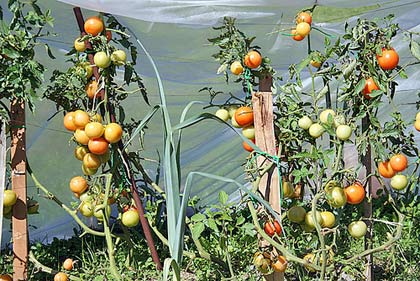 consociazione-porro-pomodoro