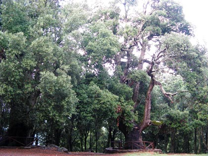 foresta-primaria-montes