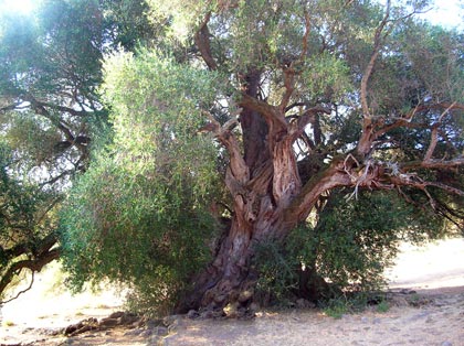 olivastro-di-santo-baltolu-di-carana