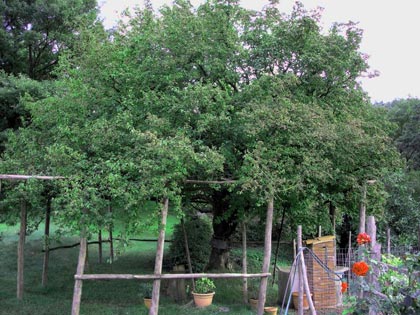 alberi-monumentali-crognolo-gigante-mont