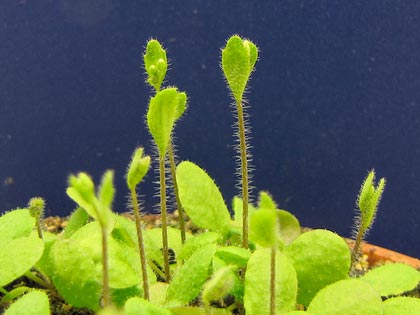 arabidopsis-thaliana