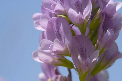 erba-medica-alfa-medicago-sativa