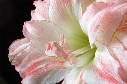 hippeastrum