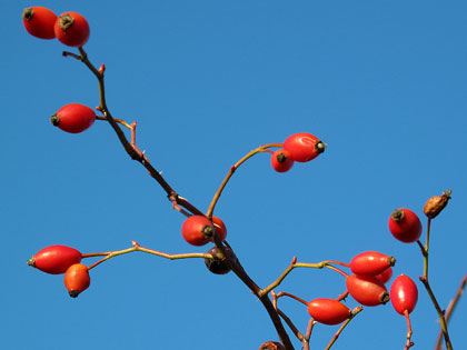 rosa-canina