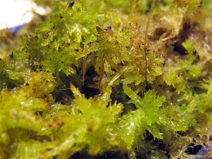 sfagno-sphagnum1