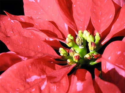 euphorbia-pulcherrima