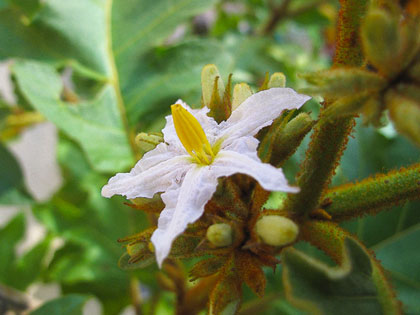 solanum-in-fiore