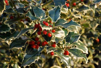 agrifloglio-ilex-aquifolium