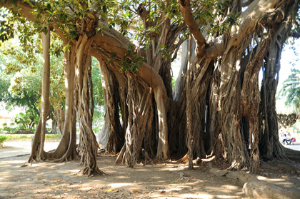 ficus-p-marina-palermo.jpg