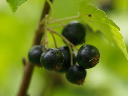 ribes-nigrum