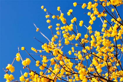 chimonanthus-praecox