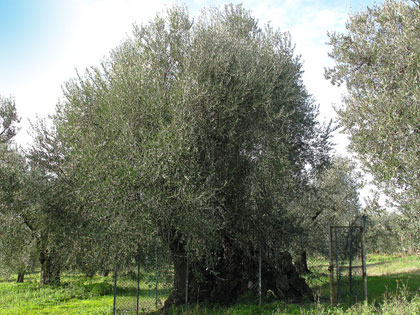 Alberi monumentali, l'Olivo della Strega a Magliano in Toscana (Gr)