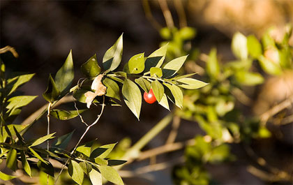 ruscus-aculeatus