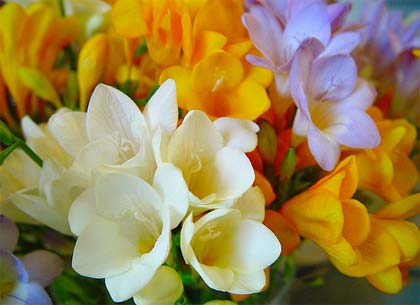 freesia